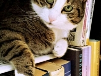 cat-718936_1920